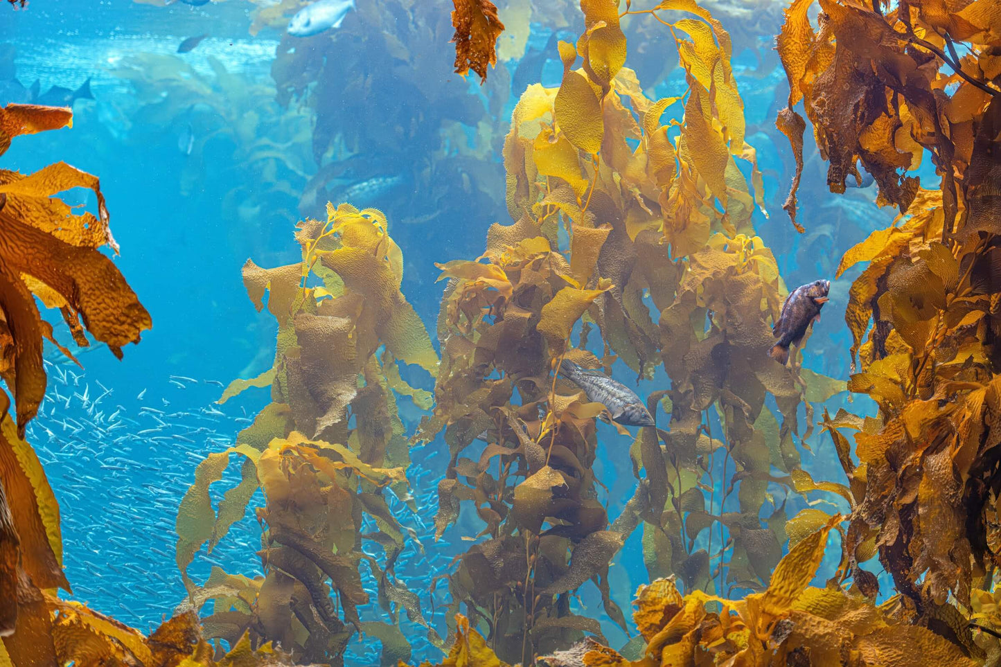Giant kelp forest in Australia's Southern Ocean with marine life