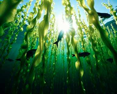 Best Seaweed in Australia?